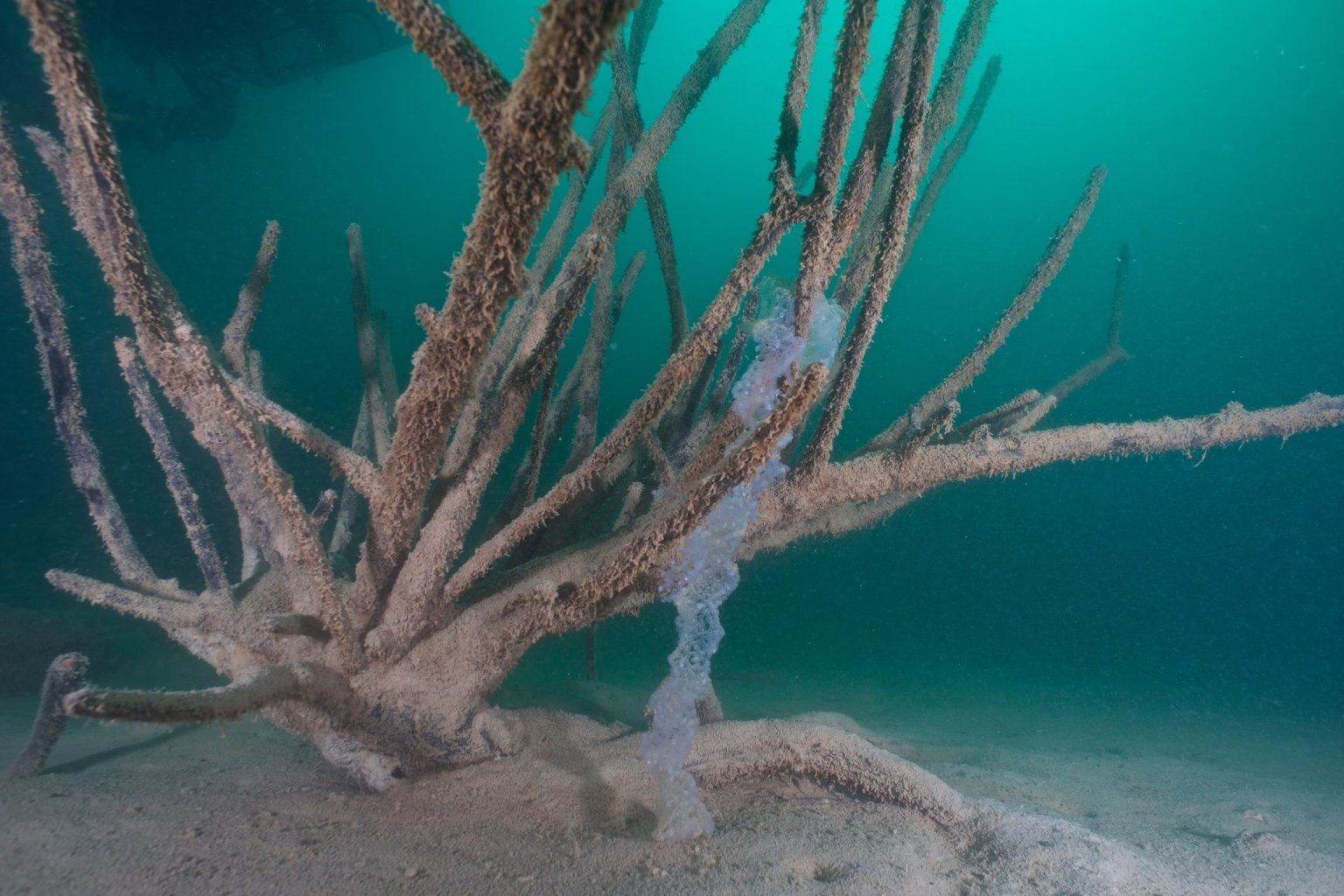 Arbre immergé dans une eau turquoise