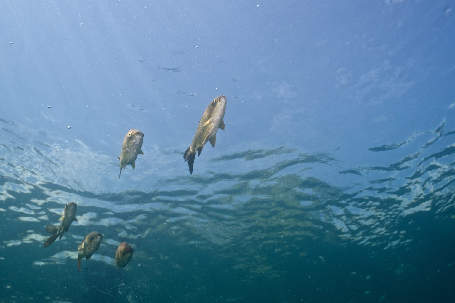 Poissons en pleine eau